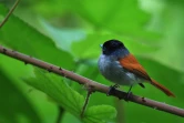 Z'oiseau La Vierge (Photo : Jean-Max Galmar)