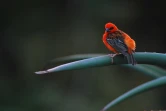 Cardinal (Photo : Jean-Max Galmar)