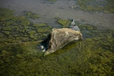 Un dauphin mort sur une plage du parc national des Lagunes de Touzly, le 28 août 2022 en Ukraine