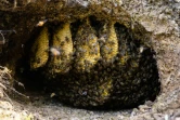 Un trou avec des rayons de cire de miel et des abeilles sauvages dans les collines près de Hong Kong, le 14 février 2019