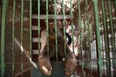 Un ours brun dans une cage du zoo de Guizeh au Caire, le 1er août 2017