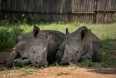 Deux bébés rhinocéros dont les parents ont été tués par des braconniers, recueilis dans un centre près de Mokopane, en Afrique du Sud, le 9 janvier 2021.