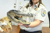 Une inspectrice du service de la faune américaine montre une tête de crocodile saisie à l'aéroport international de Miami le 3 février 2016