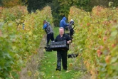 Un formateur et des étudiants récoltent le raisin dans un vignoble près de Scaynes Hill, appartenant au département vin du Plumpton College dans le sud de l'Angleterre, le 12 octobre 2015