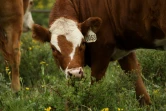 Janie VanWinkle a dû cédé 70 vaches à l'automne en prévision de la sécheresse et 35 en juin face à l'épuisement de leurs réserves de foin