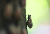 Une lycorma delicatula, insecte originaire d'Asie, dans un parc à New York, le 26 septembre 2022