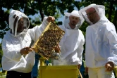 L'apiculteur Gezim Skermo (g) tient un cadre couvert d'abeilles dans sa ferme apicole, le 13 mai 2020 à Plasa, en Albanie