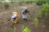 Des femmes de l'organisation de conservation et de développement de la rivière Sabaki (SARICODA) plantent des mangroves à Malindi, au Kenya le 10 février 2022

