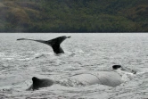 Seno Ballena tire son nom de la venue des baleines dans ce fjord de Patagonie, où elles étaient présentes le 7 février 2011