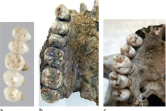 Comparaison entre des dentitions, sur l'île de Luçon le 15 mars 2019