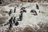 Une colonie de manchots sur l'île Sainte-Croix, dans la baie d'Algoa, en Afrique du Sud, le 8 juillet 2020