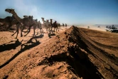 Une course de chameaux dans le désert du Sud-Sinaï, le 12 septembre 2020