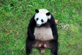 Jiao Qing, photographié le 3 mai 2017 en Chine, est un des deux pandas qui sont attendus à Berlin