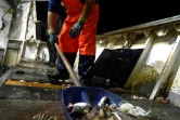 Un pêcheur récolte des déchets en plastique pris dans les filets, le 23 mai 2019 au large de San Benedetto del Tronto, en Italie