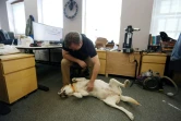 Dave McMullen et sa chienne labrador Daisy dans les locaux de l'entreprise Tungsten Collaborative, le 5 mai 2022 à Ottawa, au Canada