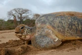 Tortue verte (Photo : Stéphane Ciccione/Kélonia)