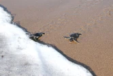 Jeunes tortues vertes (Photo : Stéphane Ciccione/Kélonia)