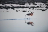 Un flamant rose à Aigues-Mortes, le 5 août 2020 un des sites de prédilection de ces échassiers