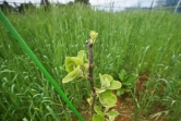 Un plant de kiwis dans la ferme de l'entreprise ReFruits, à quelques kilomètres de la centrale nucléaire sinistrée de Fukushima, le 24 avril 2025 à Okuma, au Japon