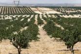 Des vergers de pistachiers à Maan, près de Hama, dans le centre-ouest de la Syrie, le 24 juin 2020 