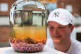 De l'alcool de souriceaux, une spécialité chinoise, exposé au "Musée de la nourriture dégoûtante" à Malmö en Suède