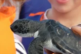 Samedi 5 juin 2010 - 
Deux jeunes tortues vertes (chelonia mydas) ont été relâchées au large de Saint-Leu. (Photo : AO)