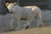 Une lionne blanche dans son enclos d'un zoo privé, le 20 mai 2019 à Karachi