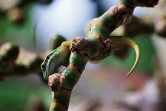 Le gecko vert de Manapany (Photo : A. Gandar)