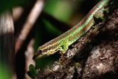 Le gecko vert des Hauts (Photo : A. Gandar)
