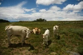 Janie VanWinkle, son mari Howard et son fils Dean possèdent environ 450 vaches