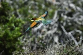 Un guêpier d'Europe (Merops apiaster) vole près d'une station de l'Observatoire des oiseaux d'Anticythère, sur la petite île d'Anticythère, le 17 septembre 2024 en Grèce