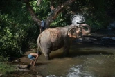 Une éléphante se baigne avec son mahout au "sanctuaire" de ChangChill, le 8 novembre 2019 près de Chiang Mai, en Thaïlande
