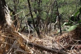 Site de reconstitution de la forêt semi-sèche de La Grande Chaloupe (Photo Archives Imaz Press Réunion)