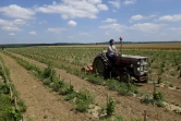 Julien Bustis, oenologue de la "Winerie Parisienne", conduit un tracteur entre les rangées de jeunes vignes à Davron dans les Yvelines, le 4 juillet 2017