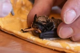 Alexeï Chpak, directeur du centre Kojanopolis à Minsk, nourrit le 23 mars 2019 une chauve-souris qui a passé l'hiver à hiberner dans un frigo