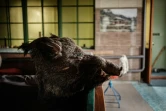 Posée sur une table de billard, la tête empaillée d'un sanglier tué par Mykola, un ingénieur à la retraite ukrainien vivant à Lyssytchansk, dans l'est de l'Ukraine, le 23 avril 2022