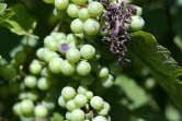 Des grappes de raisin Auxerrois utilisé pour la fabrication du crémant d'Alsace