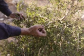 Guy Erlich inspecte une branche d'une plante qu'il cultive à Almog, le 28 mai 2019