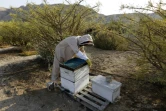 L'agriculteur isralien Guy Erlich s'occupe des rûches qui lui permettent de fabriquer un miel rare à Almog, le 28 mai 2019 en territoire palestinien
