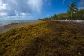 Des sargasses sur la plage du Gosier, en Guadeloupe, le 23 avril 2018