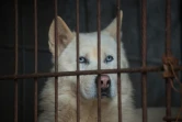  Un chien qui a échappé aux mangeurs de viande canine en Corée du Sud.