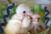 Des poussins de faucon pèlerin albinos, une espère rare vivant en Patagonie, au Service de protection des animaux chiliens, le 27 janvier 2016 à Santiago 