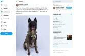 Capture d'écran du compte Twitter de Donald Trump et de son message relayant une photo du chien héros de l'assaut contre le chef de l'EI 