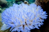 Photo fournie le 19 avril 2018 par le Centre ARC pour l'étude de la Grande Barrière de corail montrant le blanchissement de corail