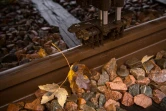 Des feuilles mortes sur la ligne de train entre Saint-Pierre-des-corps et Vierzon, le 18 novembre 2016