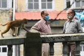 Un singe s'approche de deux hommes dans une rue de Shimla, le 29 août 2020 en Inde