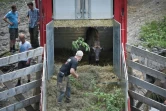 Un bison d'Europe est libéré d'un camion dans la zone de réintroduction de Magura Zimbrilor, à 20 km du village d'Armenis, en Roumanie, le 12 juin 2015
