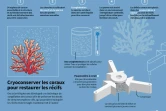 Cryoconserver les coraux pour restaurer les récifs
