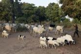 Un éleveur et son troupeau à Lafia, capitale de l'Etat de Nasarawa, dans le centre du Nigeria, le 4 janvier 2018