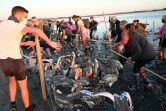 Des bénévoles s'occupent des flamants roses à Aigues-Mortes, près de Montpellier, le 5 août 2020 lors de l'opération annuelle de baguages des poussins